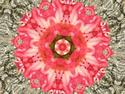 Pink Rhodie Kaliedescope
Picture # 3085
